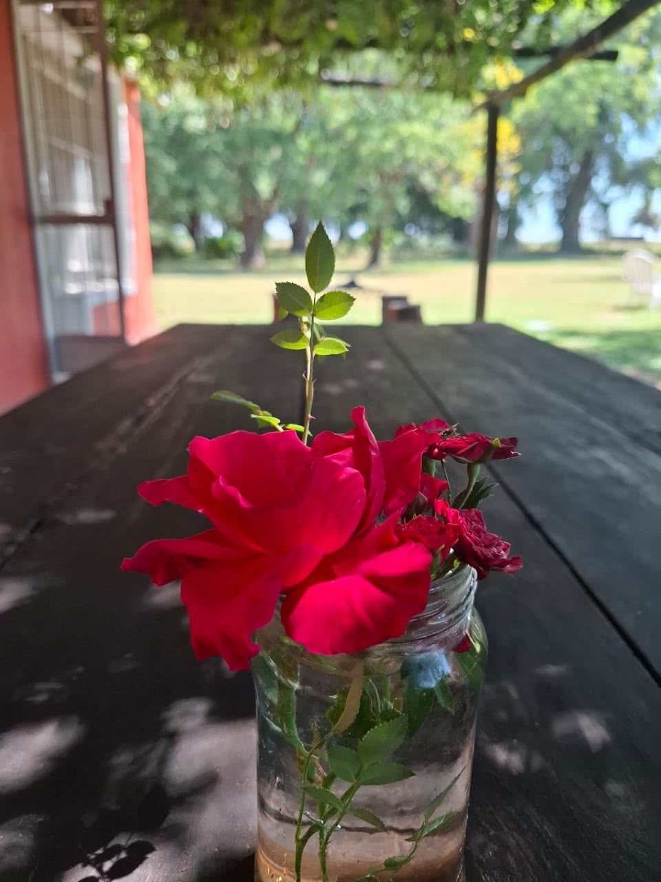Una rosa sobre la mesa de madera de la galería
