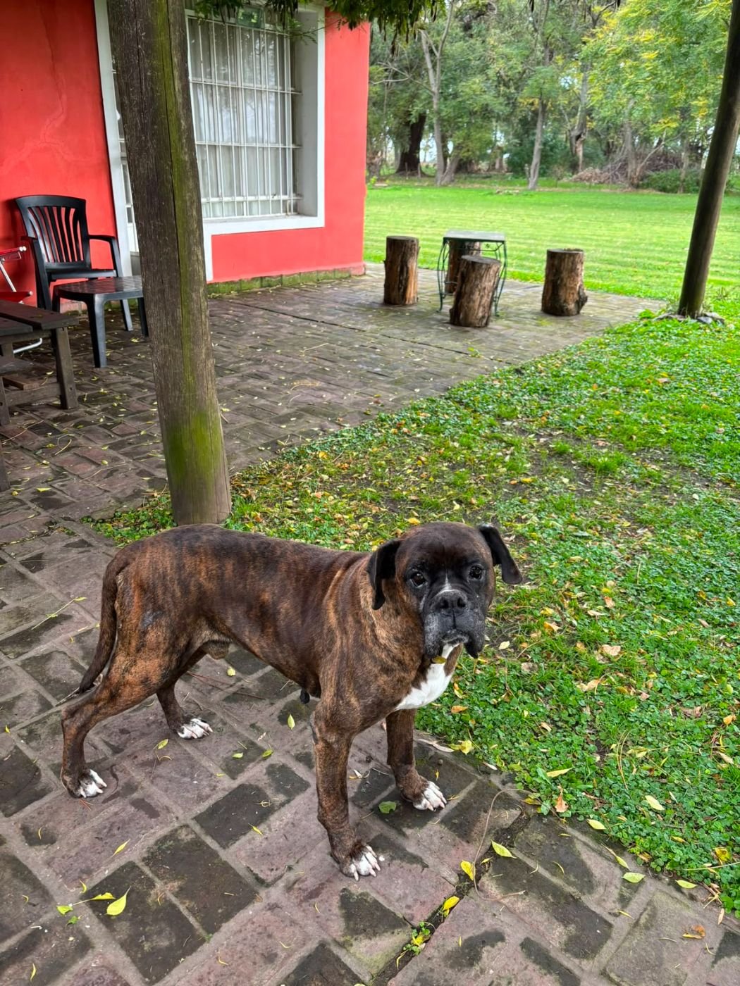 Uno de los perros de la casa junto a la pared colorada