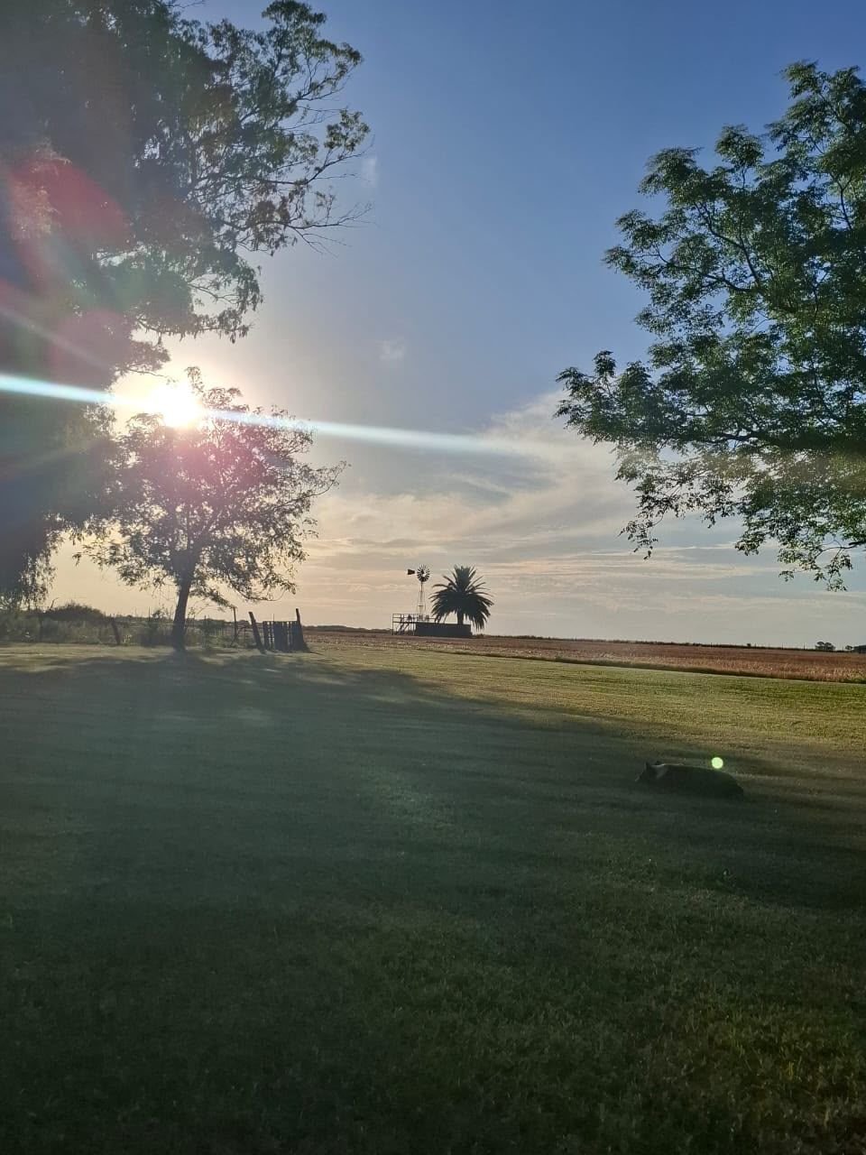 Sol de la tarde entre los árboles del parque