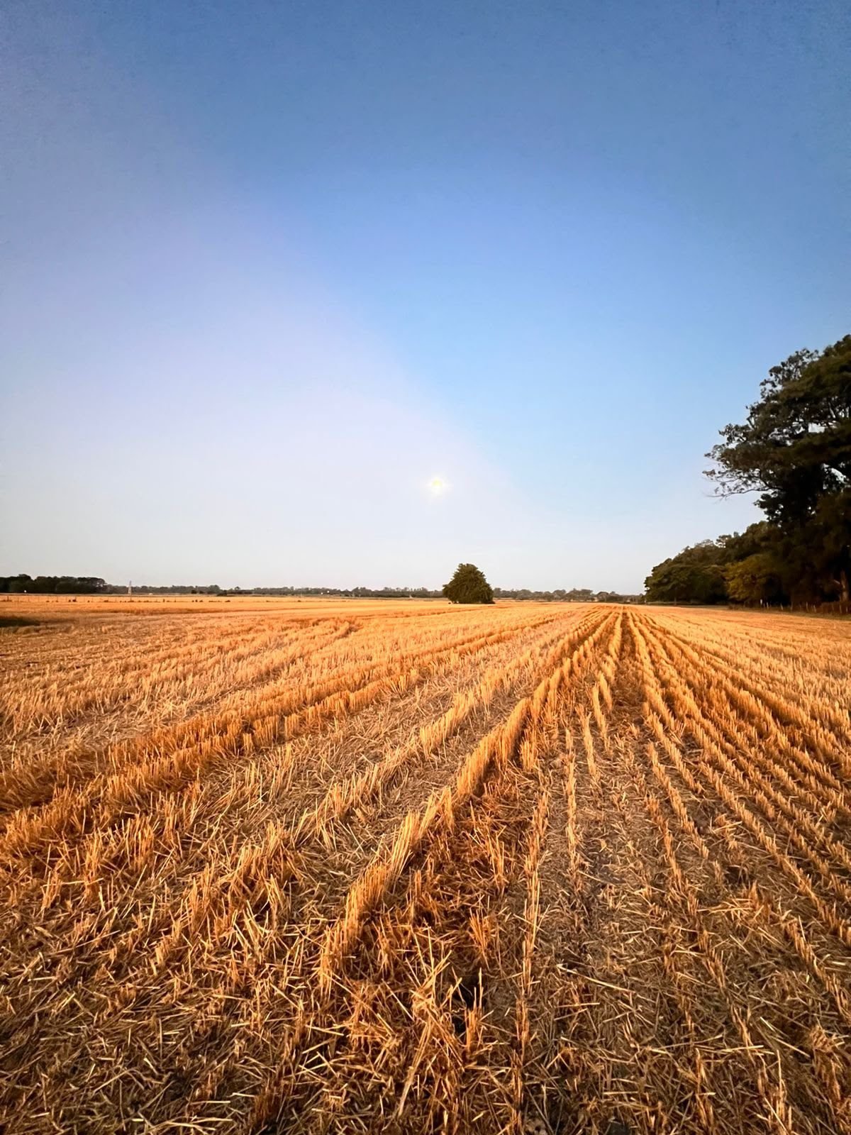 Campo arado abierto hacia el horizonte en San Antonio de Areco